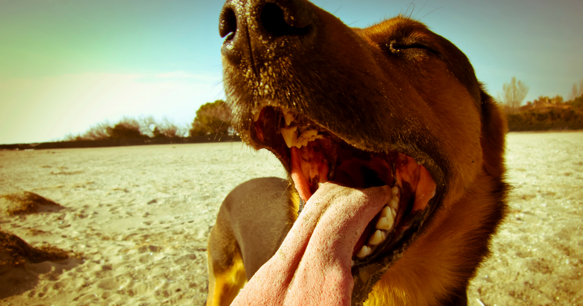 5 ways to enjoy a stress free holiday with your Dog | Australia